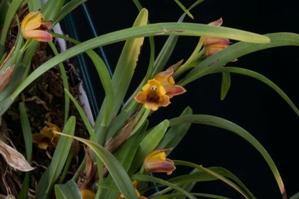 Maxillaria caespitifica Gayles Sunburst CHM/AOS 80 pts. Inflorescence